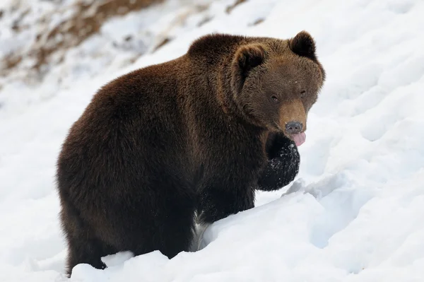Ведмідь взимку — стокове фото