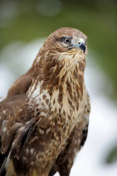 Hawk — Stock Photo, Image