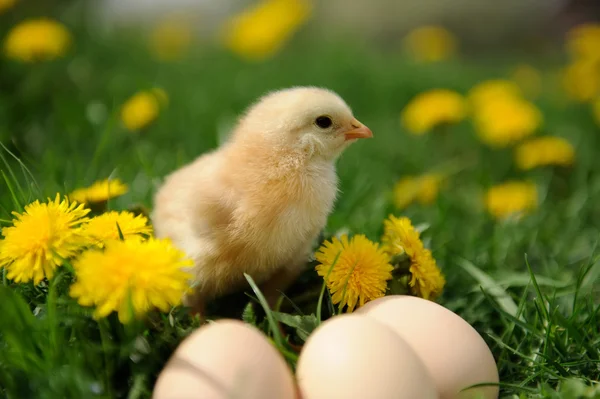 Little chicken — Stock Photo, Image