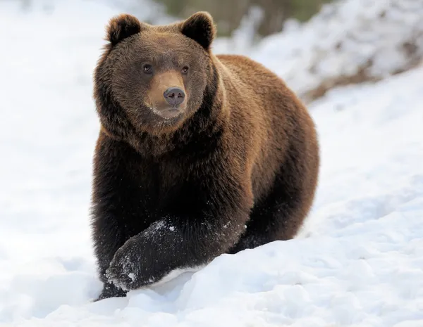 Urso no inverno Fotos De Bancos De Imagens