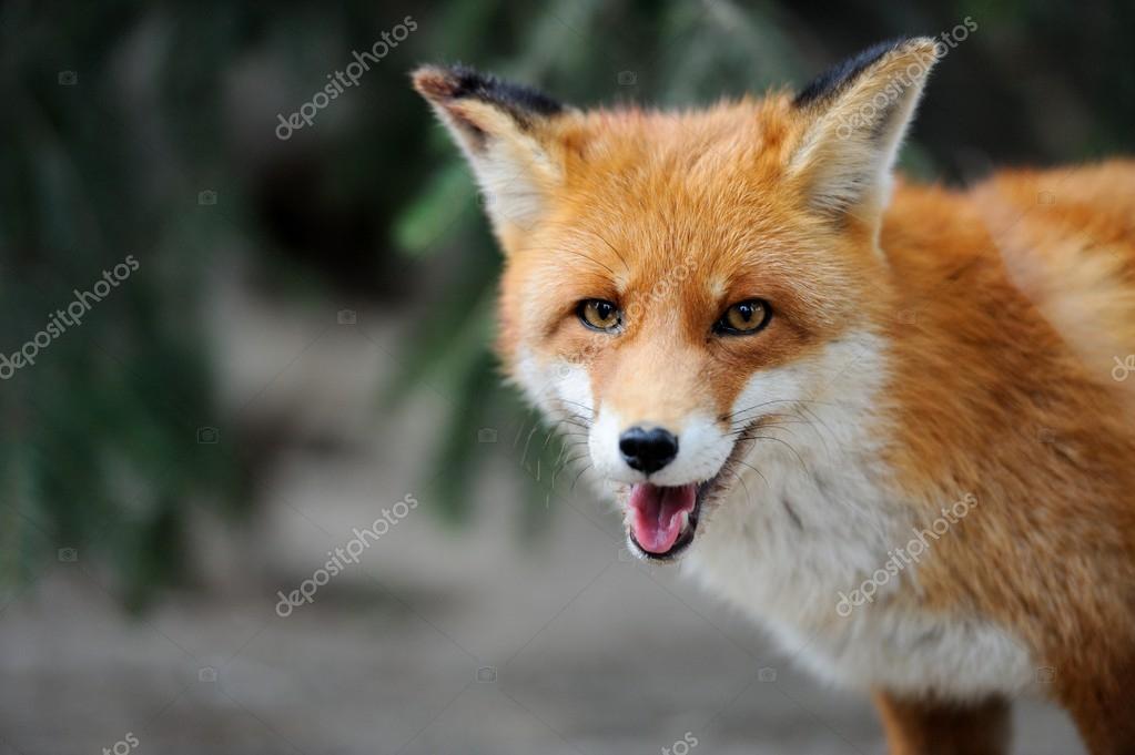 Red fox — Stock Photo © VolodymyrBur #40176183
