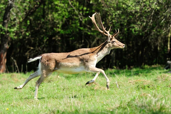 Fallow deer — Stock Photo, Image