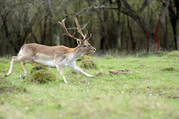 Fallow deer — Stock Photo, Image