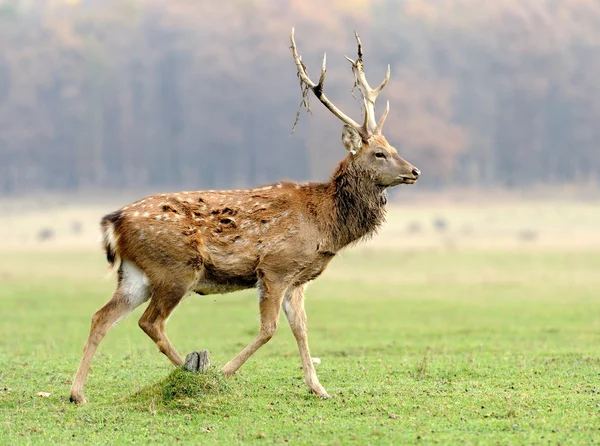 Herten in het herfstveld — Stockfoto