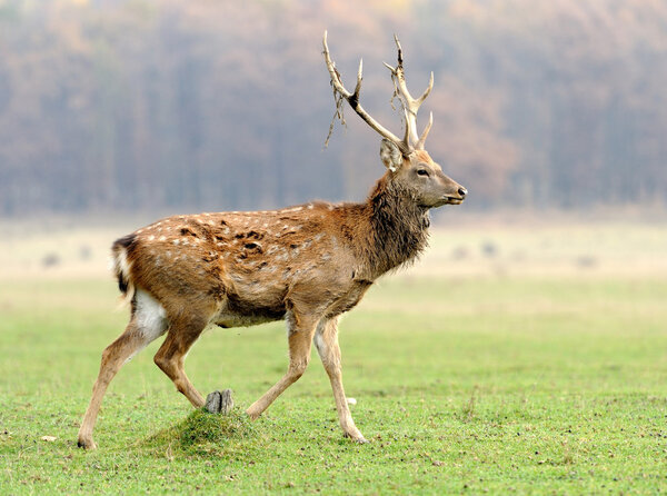 Youmg deer in autumn meadow