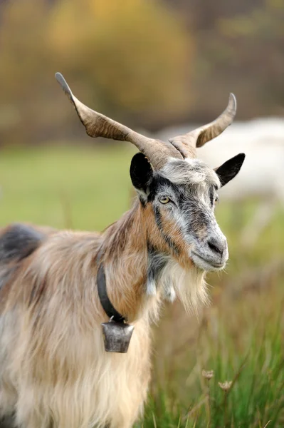 Goat in meadow — Stock Photo, Image