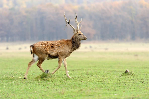 Deer in autumn field — Stock Photo, Image