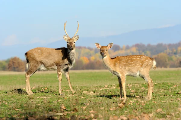 Veado no campo de outono — Fotografia de Stock