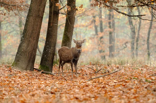 秋野の鹿 — ストック写真