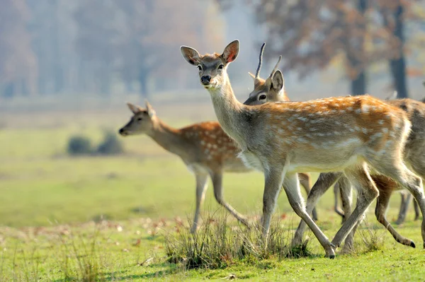 秋野の鹿 — ストック写真