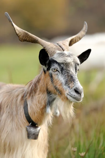 Goat in meadow — Stock Photo, Image
