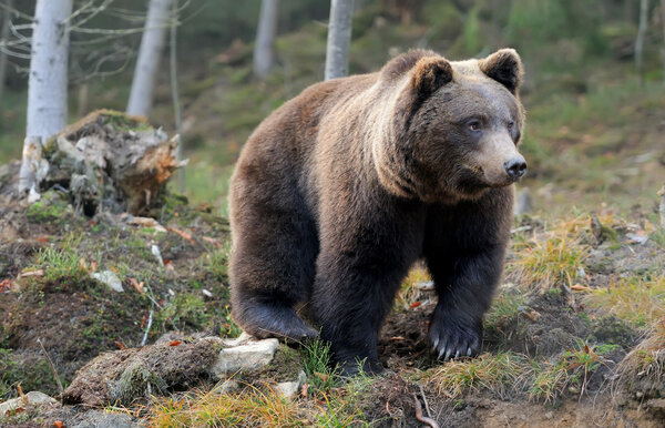 A brown bear in the forest