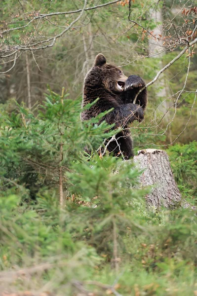 Bear — Stock Photo, Image