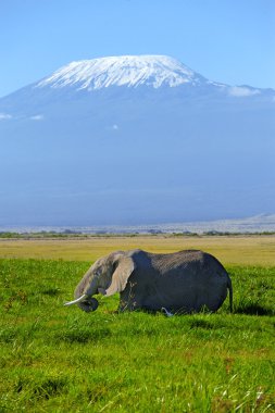 fil