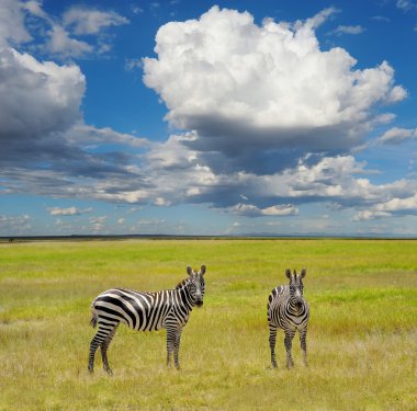 Zebra