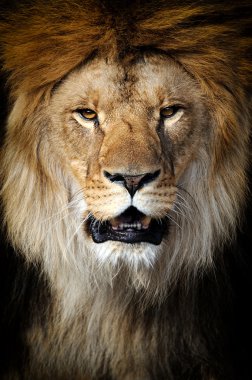 Aslan