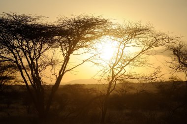 Günbatımı ile Afrika savana ağaçlar