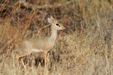 dikdik
