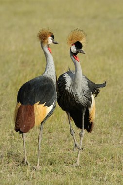 Crowned crane clipart
