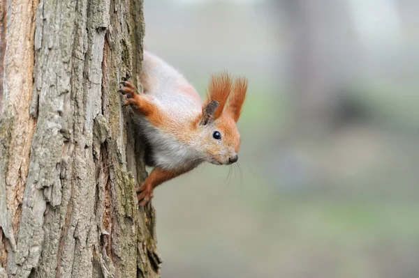 Red squirrel — Stock Photo, Image