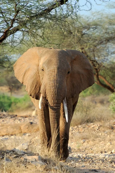 Elephant — Stock Photo, Image