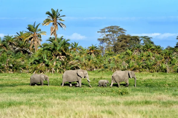 Elephant — Stock Photo, Image