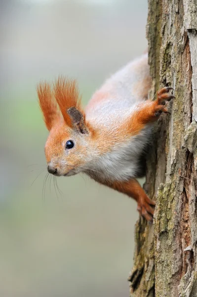 Ardilla roja — Foto de Stock