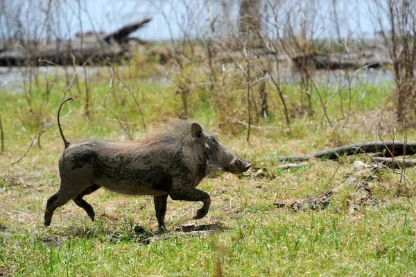 Warzenschwein — Stockfoto