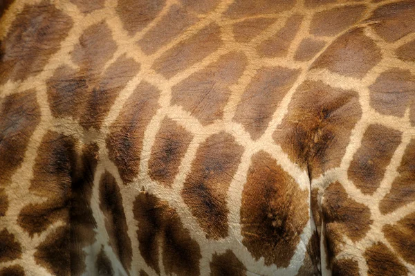 Giraffa — Foto Stock