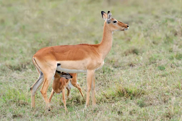 他的母亲与婴儿黑斑羚 — 图库照片