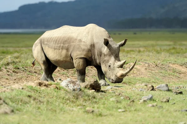 Rhino — Stock Photo, Image