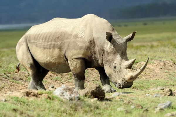 Rhino — Stock Photo, Image