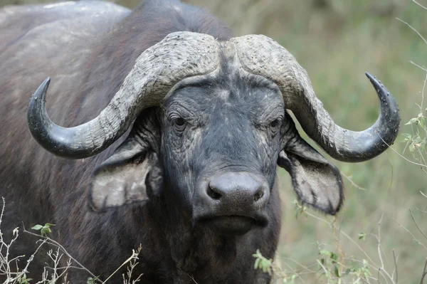 Buffalo — Stock Photo, Image