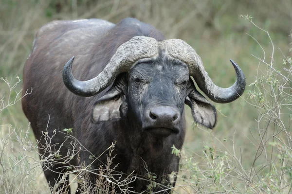 Büffel — Stockfoto