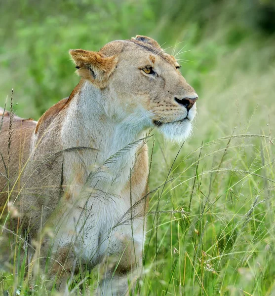 Leeuw — Stockfoto