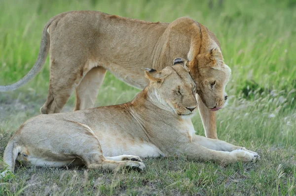 Lion — Stock Photo, Image