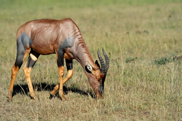 Bovenaan paginaIk antelope — Stockfoto