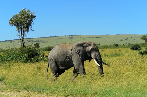 Elefante — Fotografia de Stock