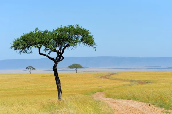 Savannah — Stok fotoğraf