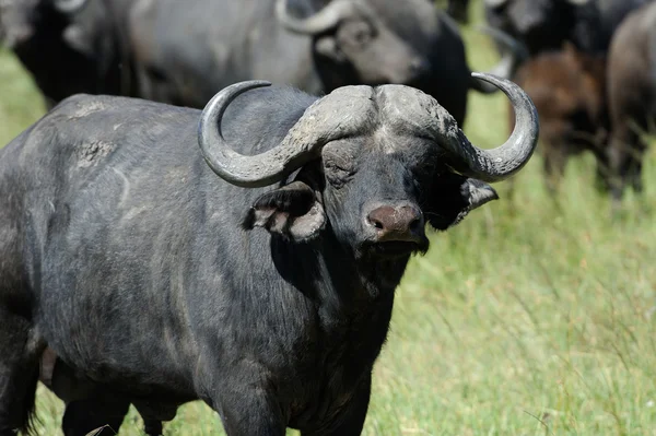 Büffel — Stockfoto