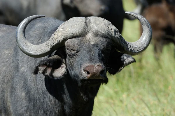 Búfalos — Fotografia de Stock