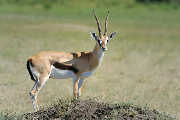 Thomsons Gazelle — Stockfoto