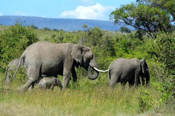 Elefant – stockfoto