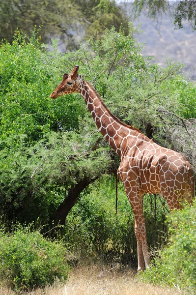 Girafa — Fotografia de Stock