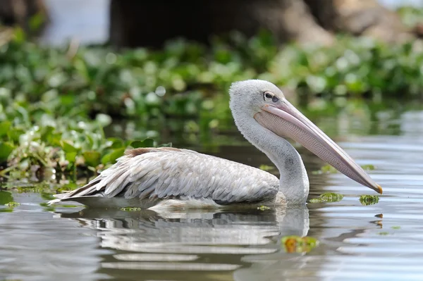 Pelikaan — Stockfoto