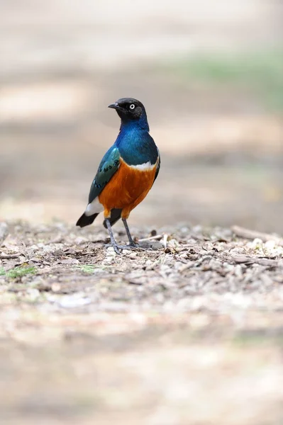 Superb Starling — Stock Photo, Image