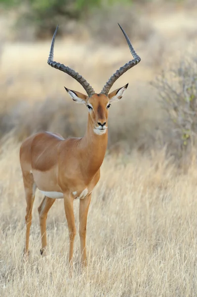 Impala. — Fotografia de Stock