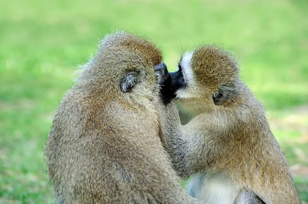 Vervet aap — Stockfoto