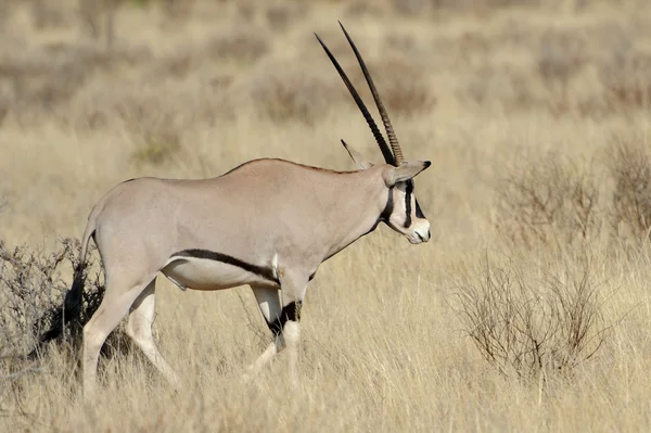 Gemsbok — стокове фото