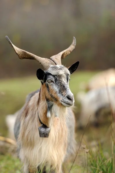 Goat in meadow — Stock Photo, Image